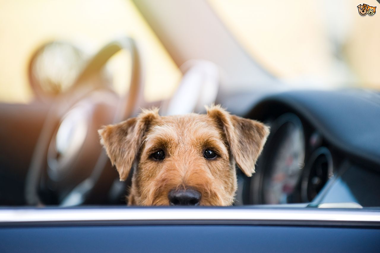 Dogs in cold best sale cars